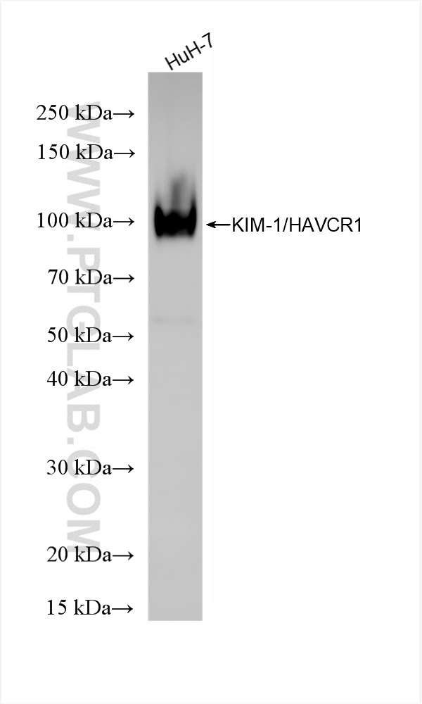 Western Blot (WB) analysis of HuH-7 cells using TIM-1 Recombinant antibody (84600-5-RR)