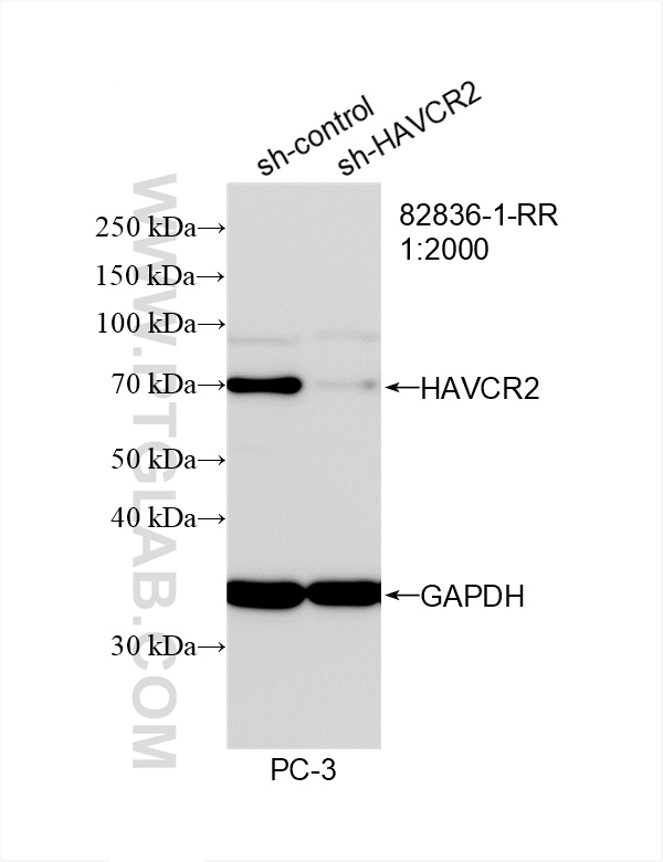 Western Blot (WB) analysis of PC-3 cells using TIM3 Recombinant antibody (82836-1-RR)