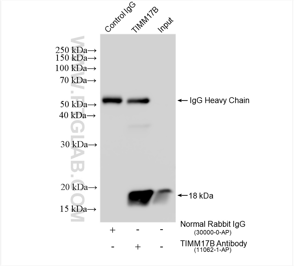 Immunoprecipitation (IP) experiment of PC-3 cells using TIMM17B Polyclonal antibody (11062-1-AP)