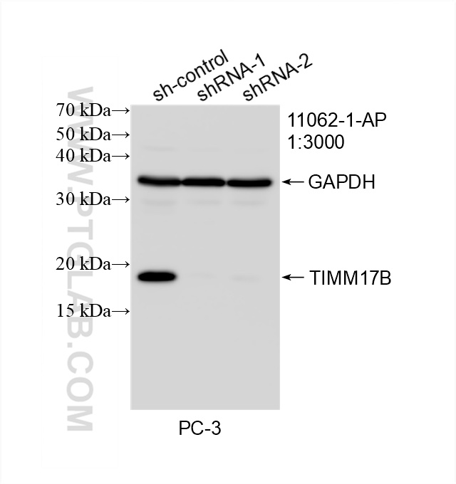 Western Blot (WB) analysis of PC-3 cells using TIMM17B Polyclonal antibody (11062-1-AP)