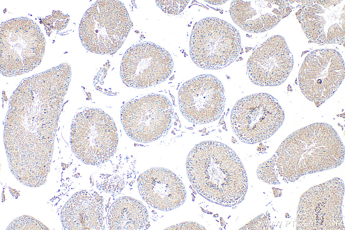 Immunohistochemistry (IHC) staining of mouse testis tissue using TIM23 Polyclonal antibody (11123-1-AP)