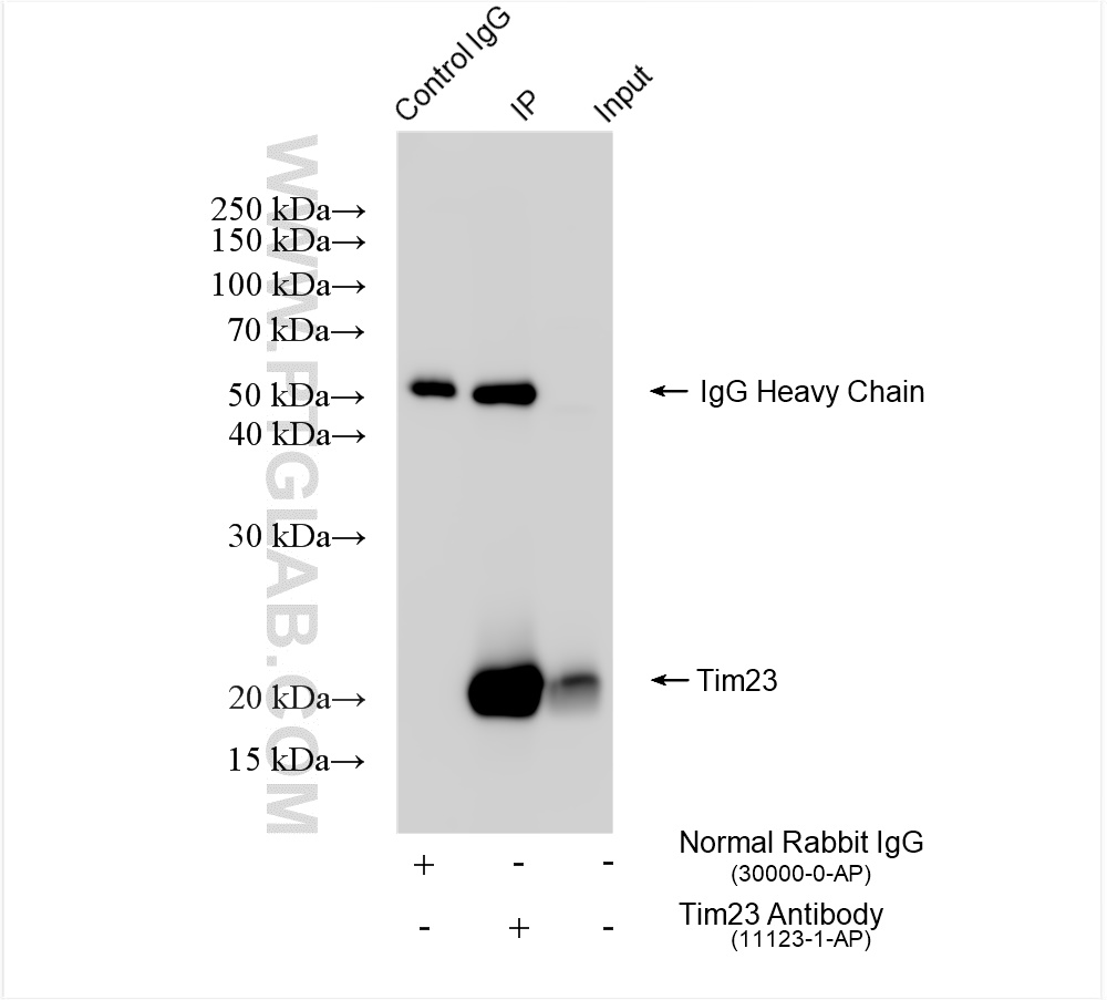 Immunoprecipitation (IP) experiment of mouse heart tissue using Tim23 Polyclonal antibody (11123-1-AP)