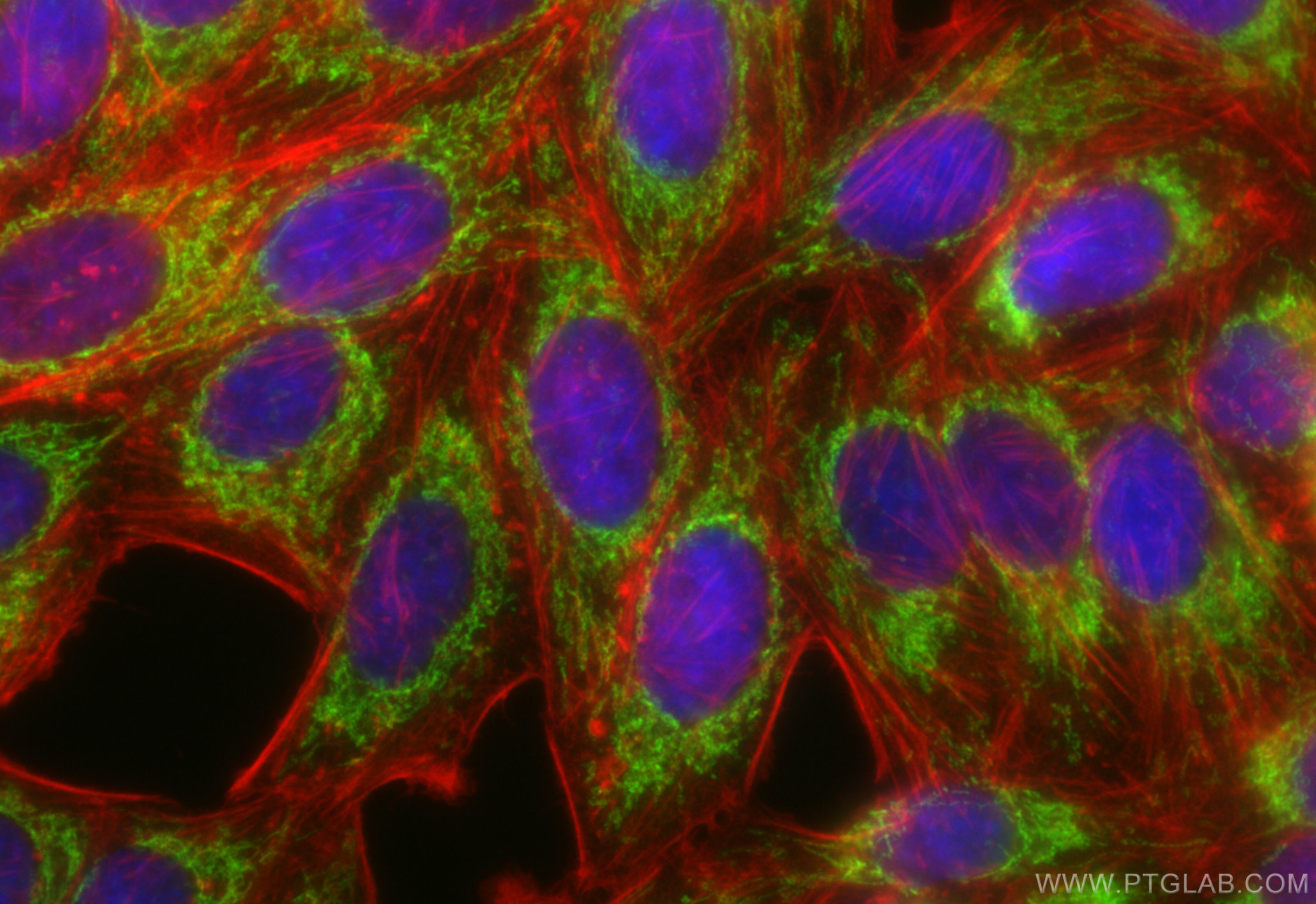 Immunofluorescence (IF) / fluorescent staining of HepG2 cells using CoraLite® Plus 488-conjugated TIMM44 Recombinant a (CL488-85134-5)