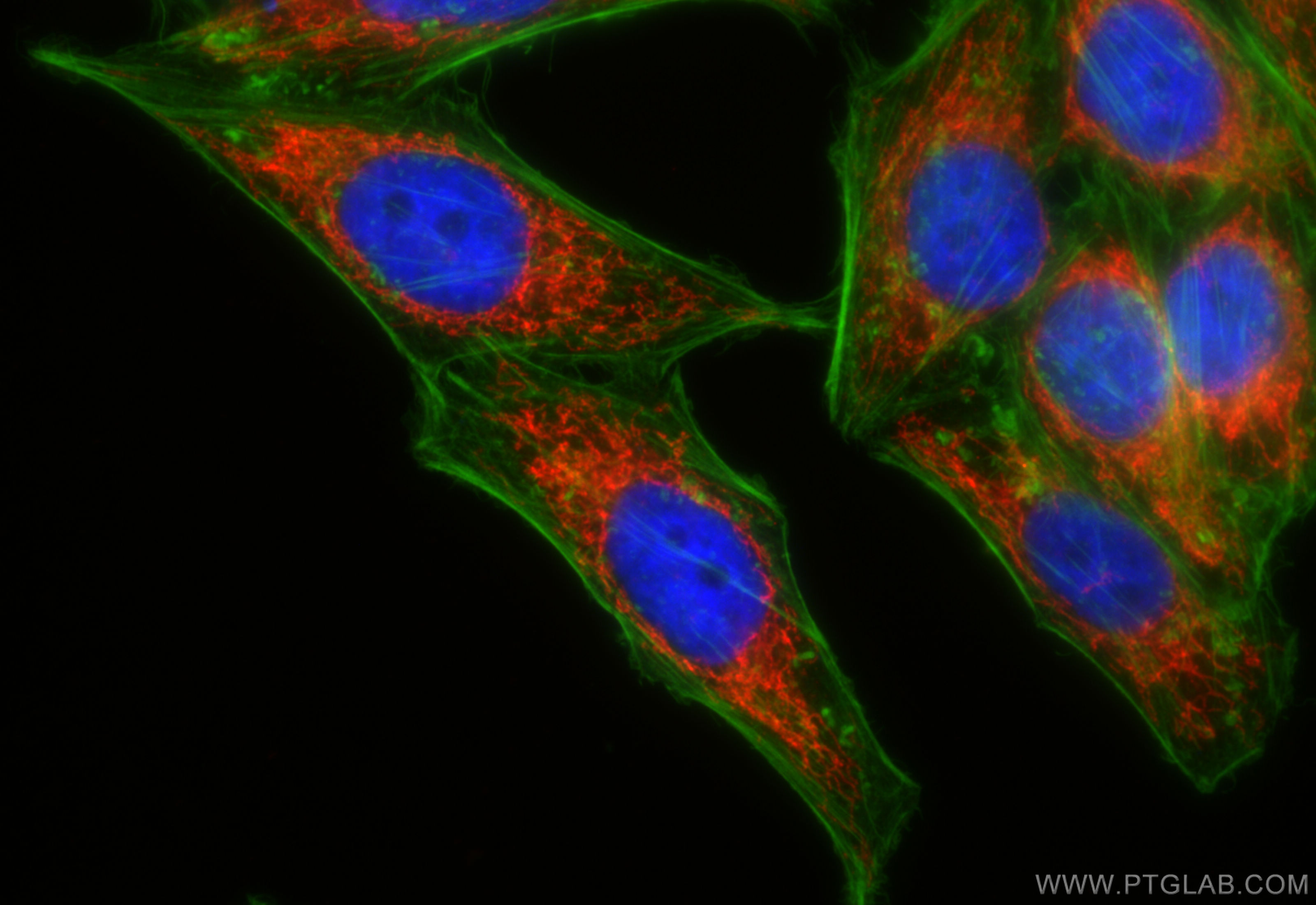 Immunofluorescence (IF) / fluorescent staining of HepG2 cells using CoraLite®594-conjugated TIMM44 Recombinant antibod (CL594-85134-5)