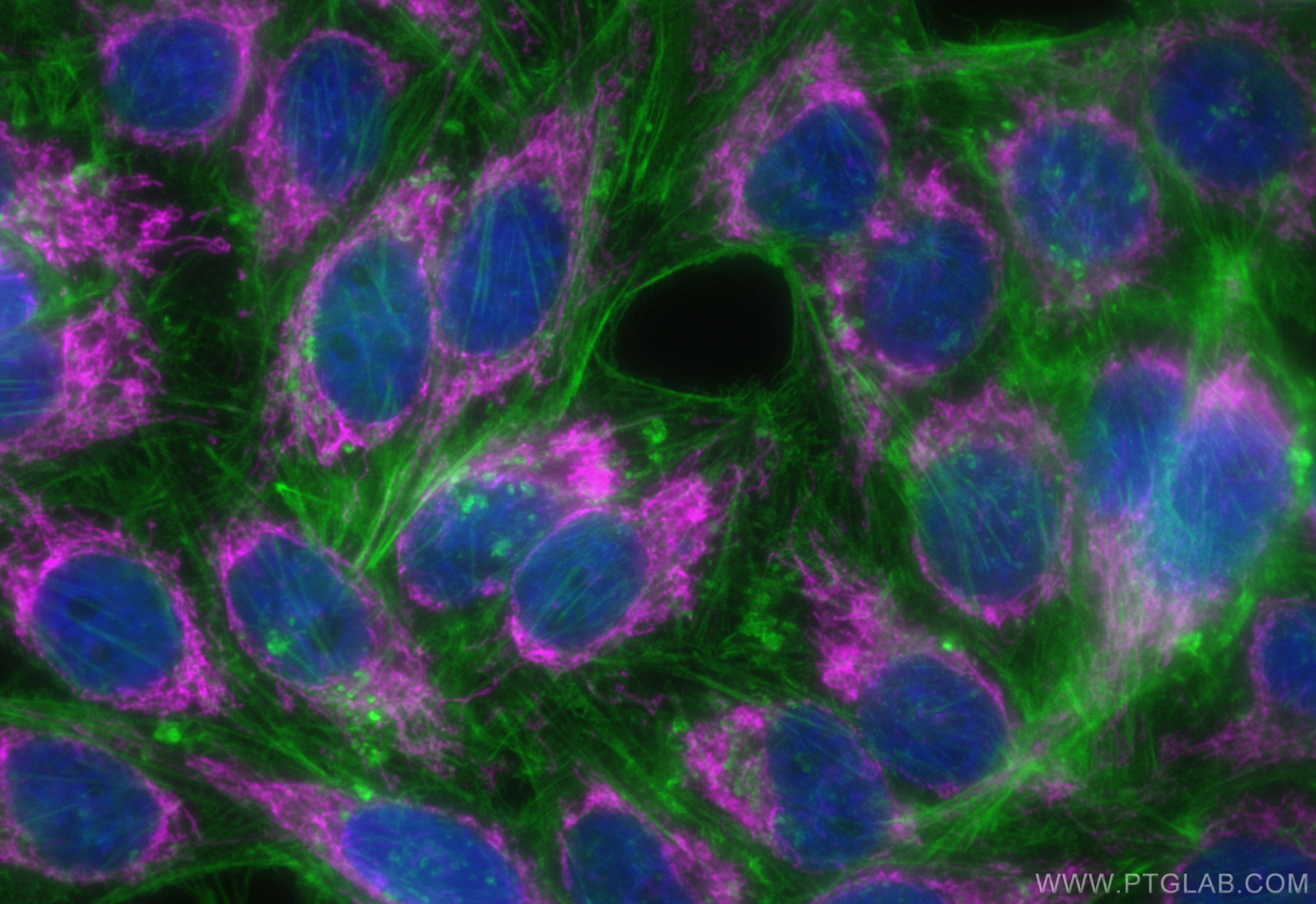 Immunofluorescence (IF) / fluorescent staining of HepG2 cells using CoraLite® Plus 647-conjugated TIMM44 Recombinant a (CL647-85134-5)