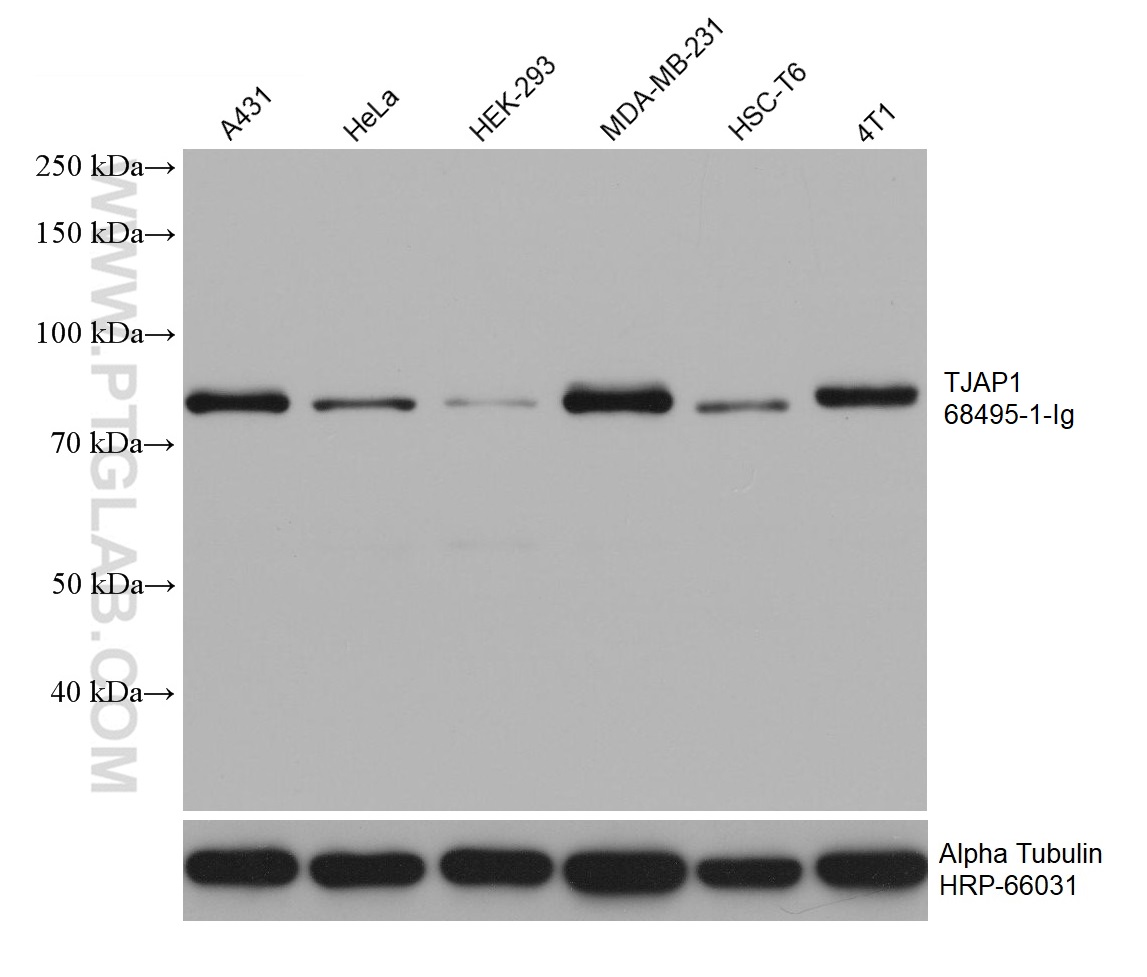 Western Blot (WB) analysis of various lysates using TJAP1 Monoclonal antibody (68495-1-Ig)