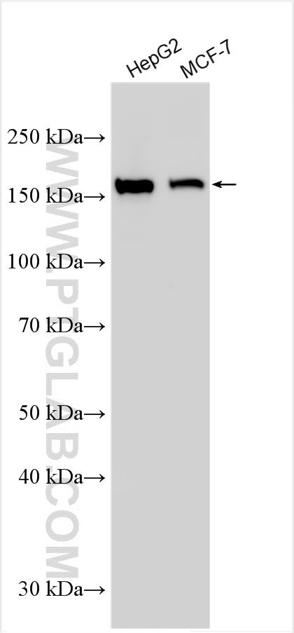 Western Blot (WB) analysis of various lysates using ZO-2 Polyclonal antibody (18900-1-AP)