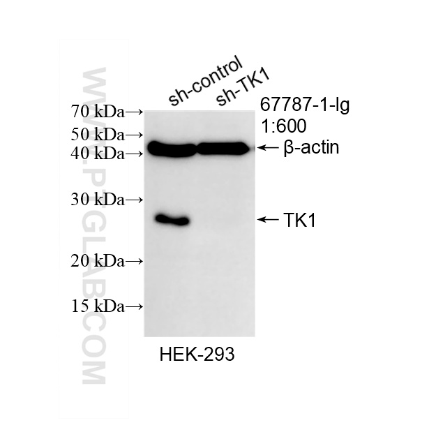 Western Blot (WB) analysis of HEK-293 cells using TK1 Monoclonal antibody (67787-1-Ig)