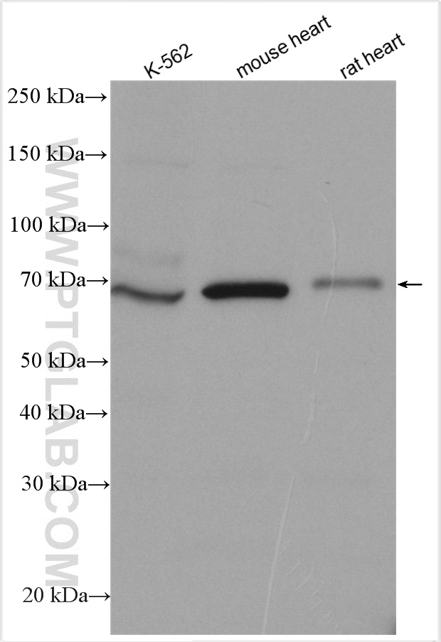 TLE2 antibody (28623-1-AP) | Proteintech