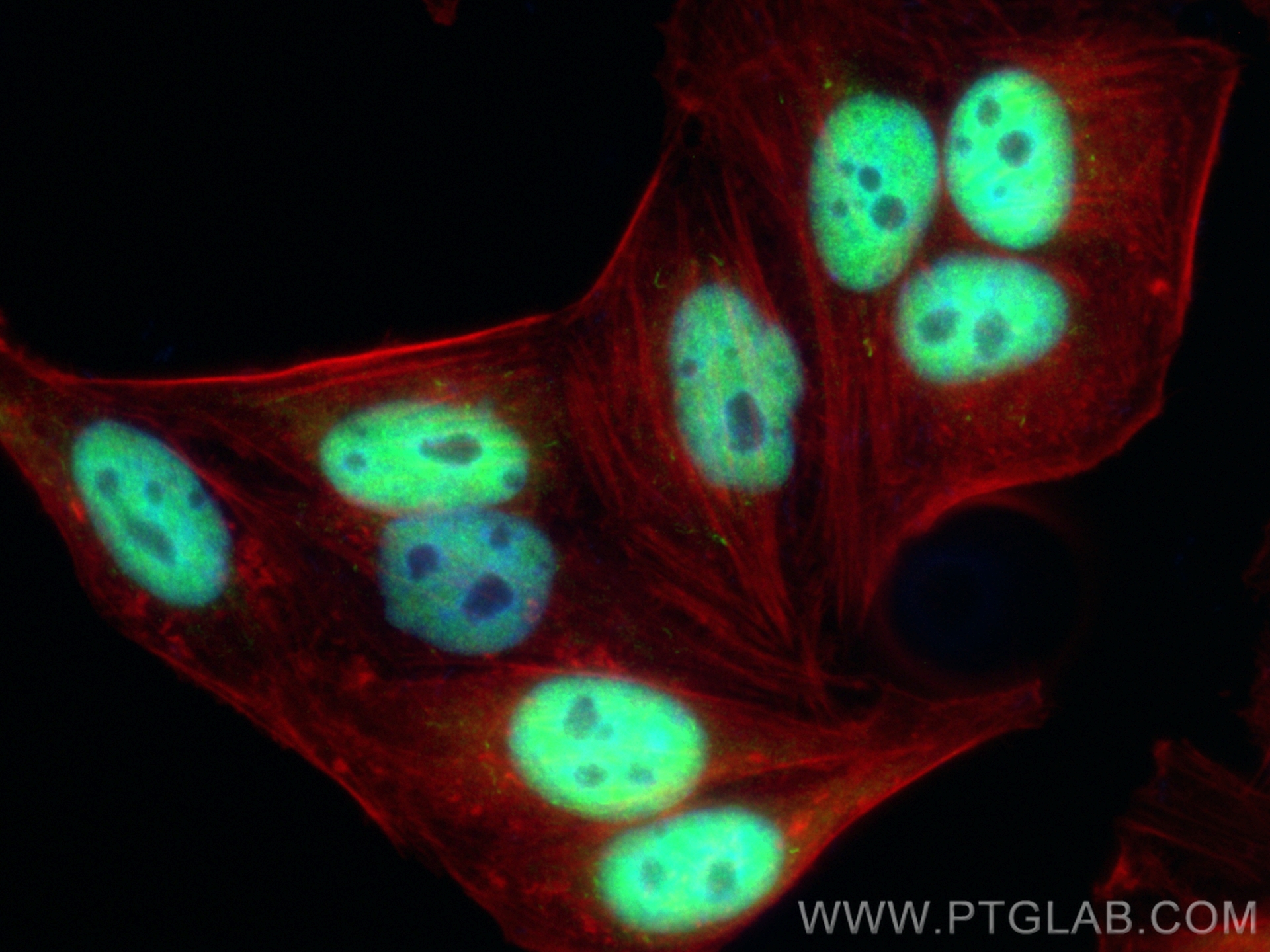 Immunofluorescence (IF) / fluorescent staining of HepG2 cells using TLE3 Polyclonal antibody (22094-1-AP)