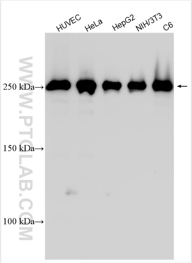 Western Blot (WB) analysis of various lysates using Talin-1 Polyclonal antibody (14168-1-AP)