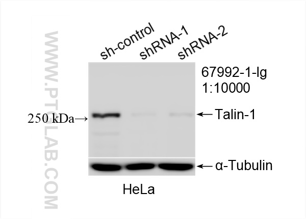 Western Blot (WB) analysis of HeLa cells using Talin-1 Monoclonal antibody (67992-1-Ig)