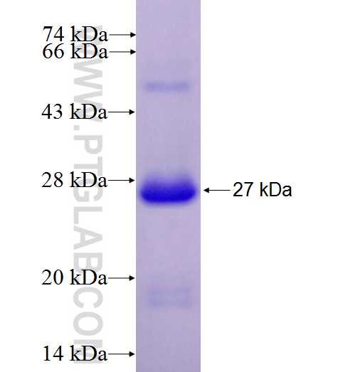 TLR10 fusion protein Ag26920 SDS-PAGE