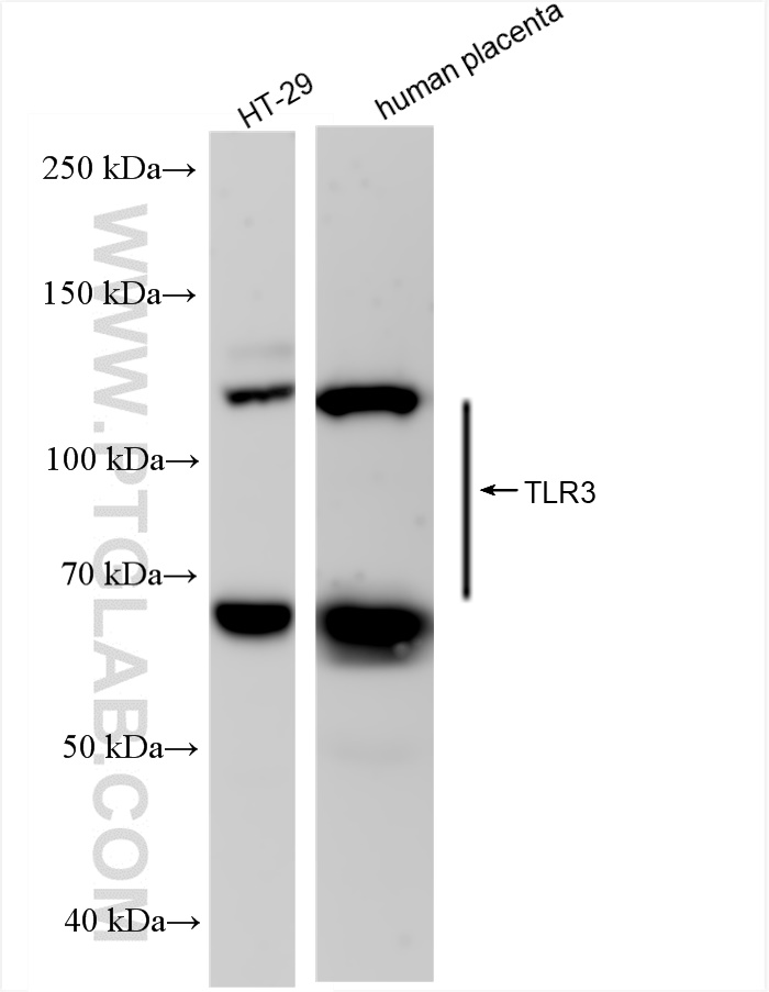 Western Blot (WB) analysis of various lysates using TLR3 Recombinant antibody (83136-3-RR)