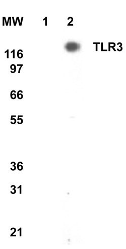 TLR3 mAb tested by Western blot. TLR3 detection by Western blot. The analysis of TLR3 was performed using TLR3 mAb and nuclear extract from 293 cells (lane 1) and nuclear extract from 293 cells that had been transfected with human TLR3 cDNA (lane 2).