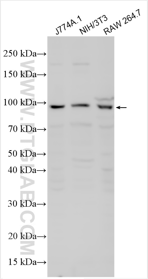 Western Blot (WB) analysis of various lysates using TLR4 Polyclonal antibody (19811-1-AP)