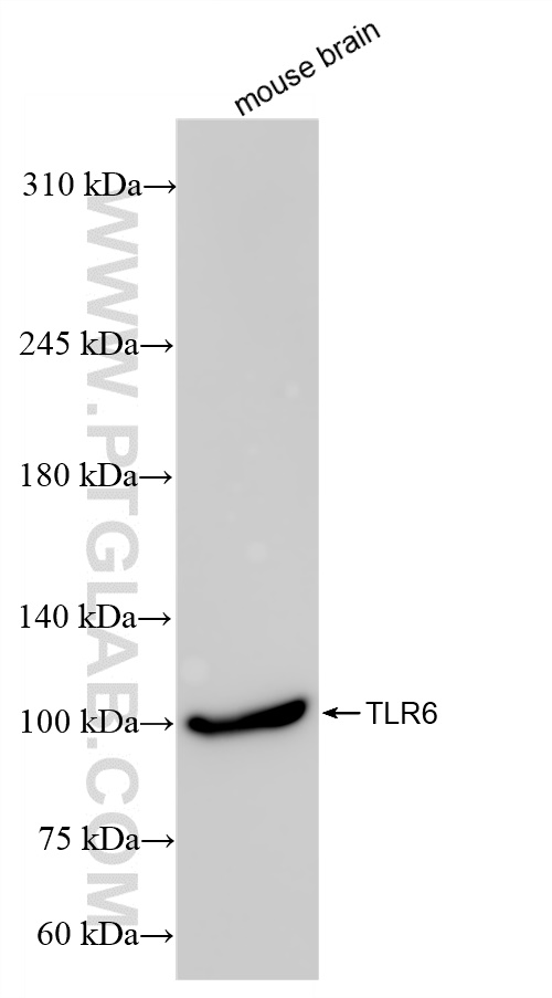 TLR6