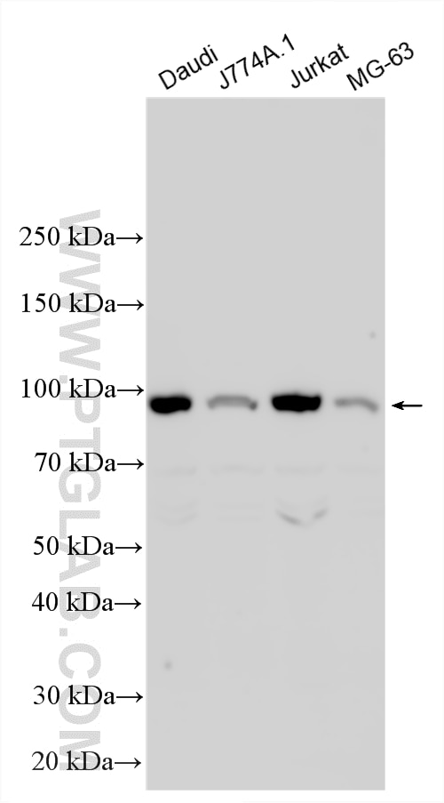 Western Blot (WB) analysis of various lysates using TLR7 Polyclonal antibody (17232-1-AP)