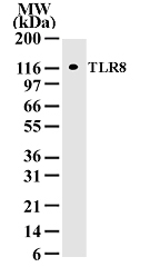 TLR8 mAb tested by Western blot. TLR8 detection by Western blot. The analysis was performed using TLR8 mAb and nuclear extract from 293 cells that had been transfected with human TLR8 cDNA.