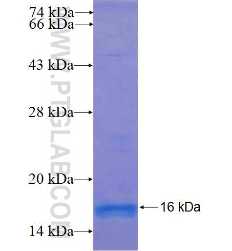 TLX2 fusion protein Ag24956 SDS-PAGE