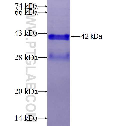 TM2D3 fusion protein Ag24924 SDS-PAGE