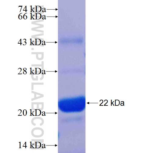 TM2D3 fusion protein Ag25004 SDS-PAGE