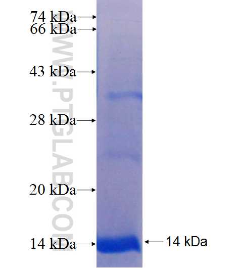 TM4SF4 fusion protein Ag24459 SDS-PAGE