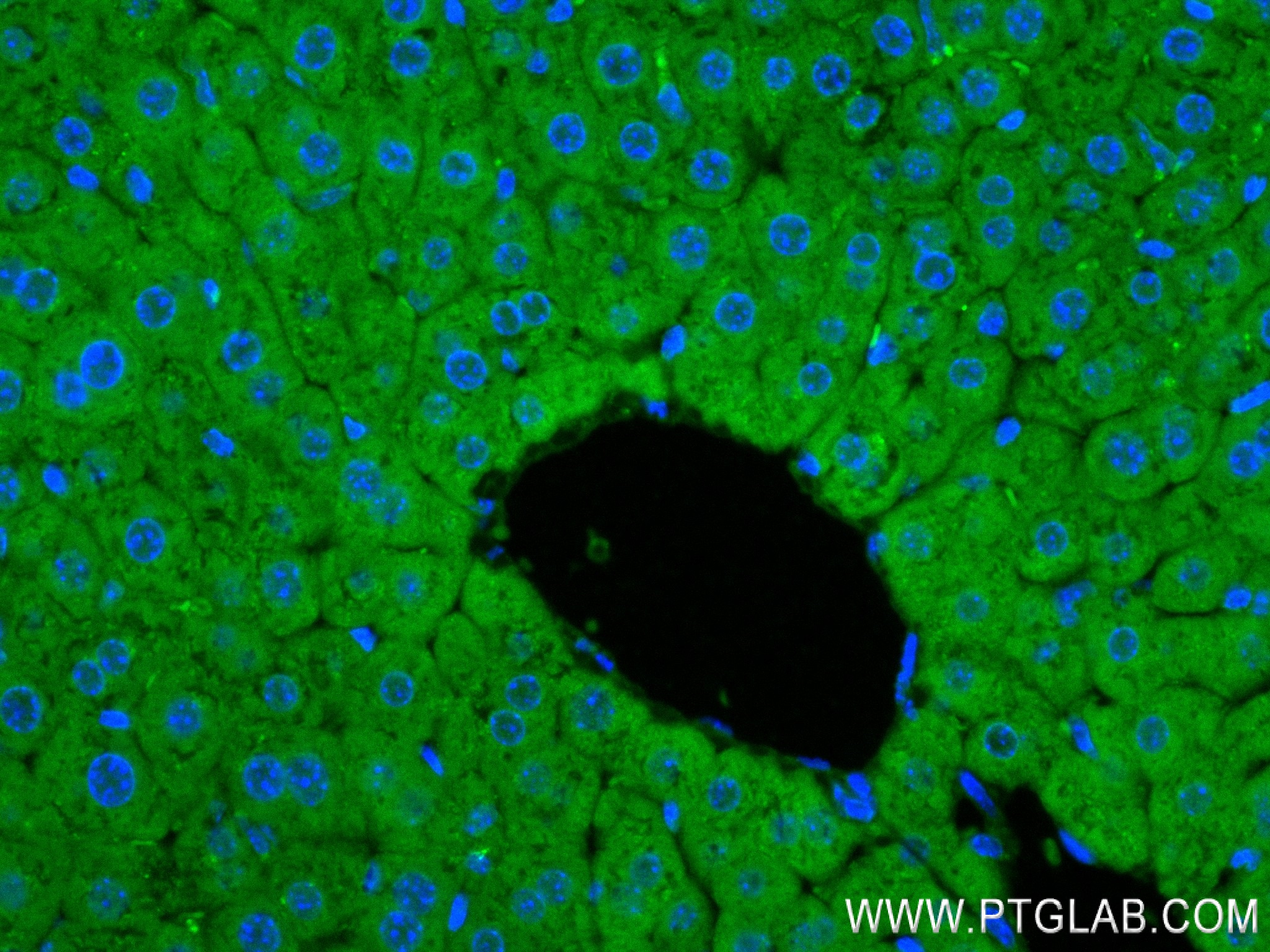 Immunofluorescence (IF) / fluorescent staining of mouse liver tissue using TMBIM6 Recombinant antibody (84499-1-RR)