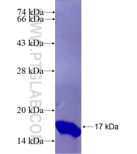 TMC2 fusion protein Ag26378 SDS-PAGE