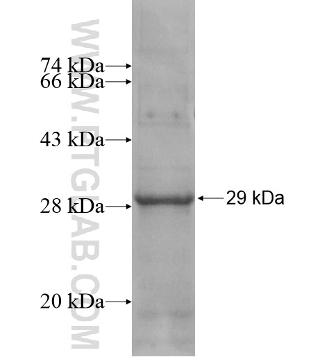 TMC5 fusion protein Ag10738 SDS-PAGE