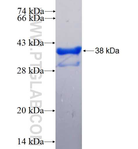 TMC8 fusion protein Ag24972 SDS-PAGE