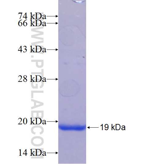 TMC8 fusion protein Ag24978 SDS-PAGE