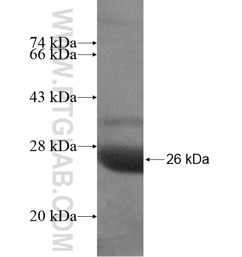 TMCO5A fusion protein Ag15445 SDS-PAGE