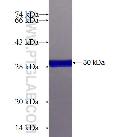 TMED1 fusion protein Ag24984 SDS-PAGE