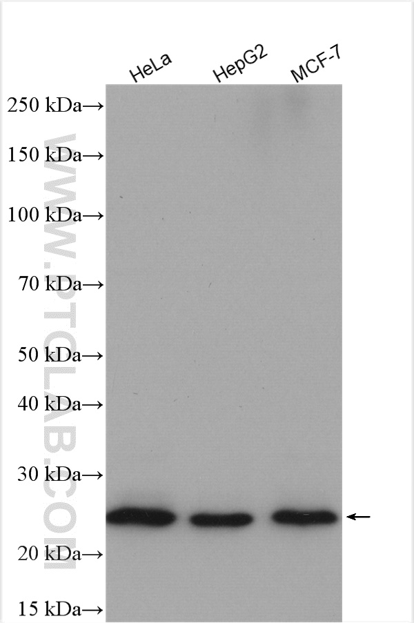 Western Blot (WB) analysis of various lysates using TMED3 Polyclonal antibody (21902-1-AP)