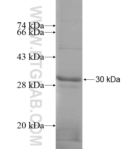 TMED3 fusion protein Ag14032 SDS-PAGE