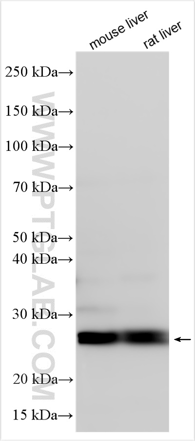 Western Blot (WB) analysis of various lysates using TMED4 Polyclonal antibody (14141-1-AP)