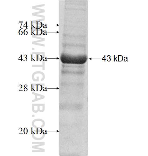 TMED7 fusion protein Ag8449 SDS-PAGE