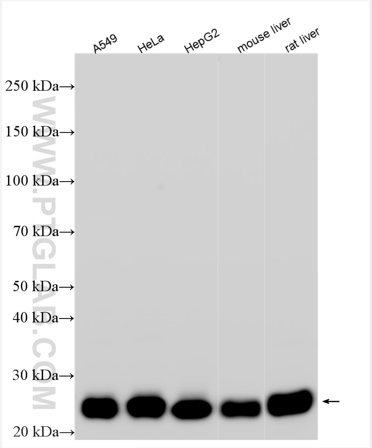 Western Blot (WB) analysis of various lysates using TMED9 Polyclonal antibody (21620-1-AP)