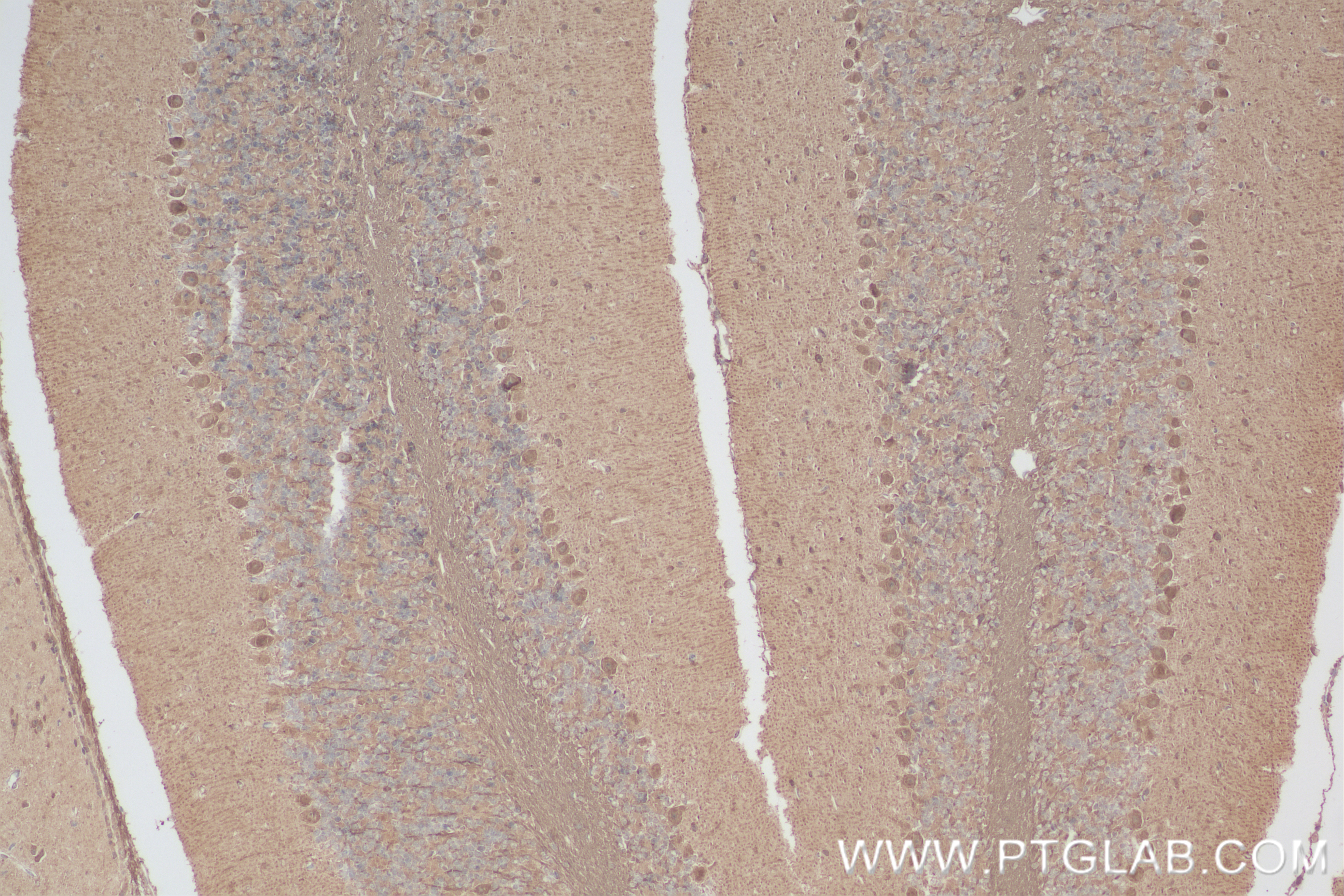 Immunohistochemistry (IHC) staining of mouse cerebellum tissue using TMEM106B Recombinant antibody (84196-2-RR)