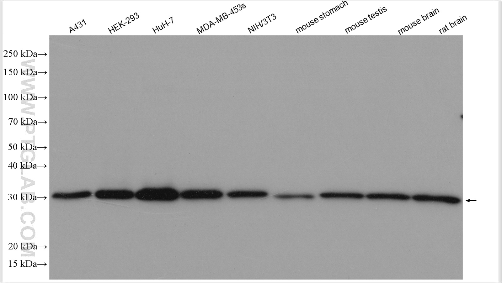 Western Blot (WB) analysis of various lysates using TMEM111 Polyclonal antibody (24645-1-AP)