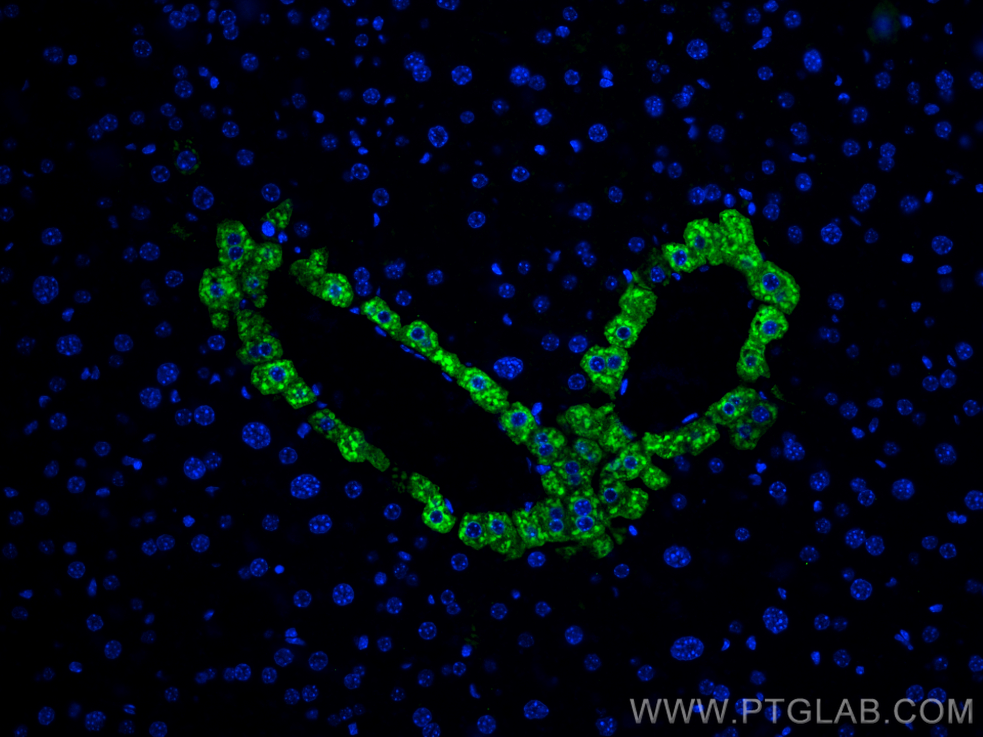 Immunofluorescence (IF) / fluorescent staining of mouse liver tissue using TMEM119 Polyclonal antibody (27585-1-AP)