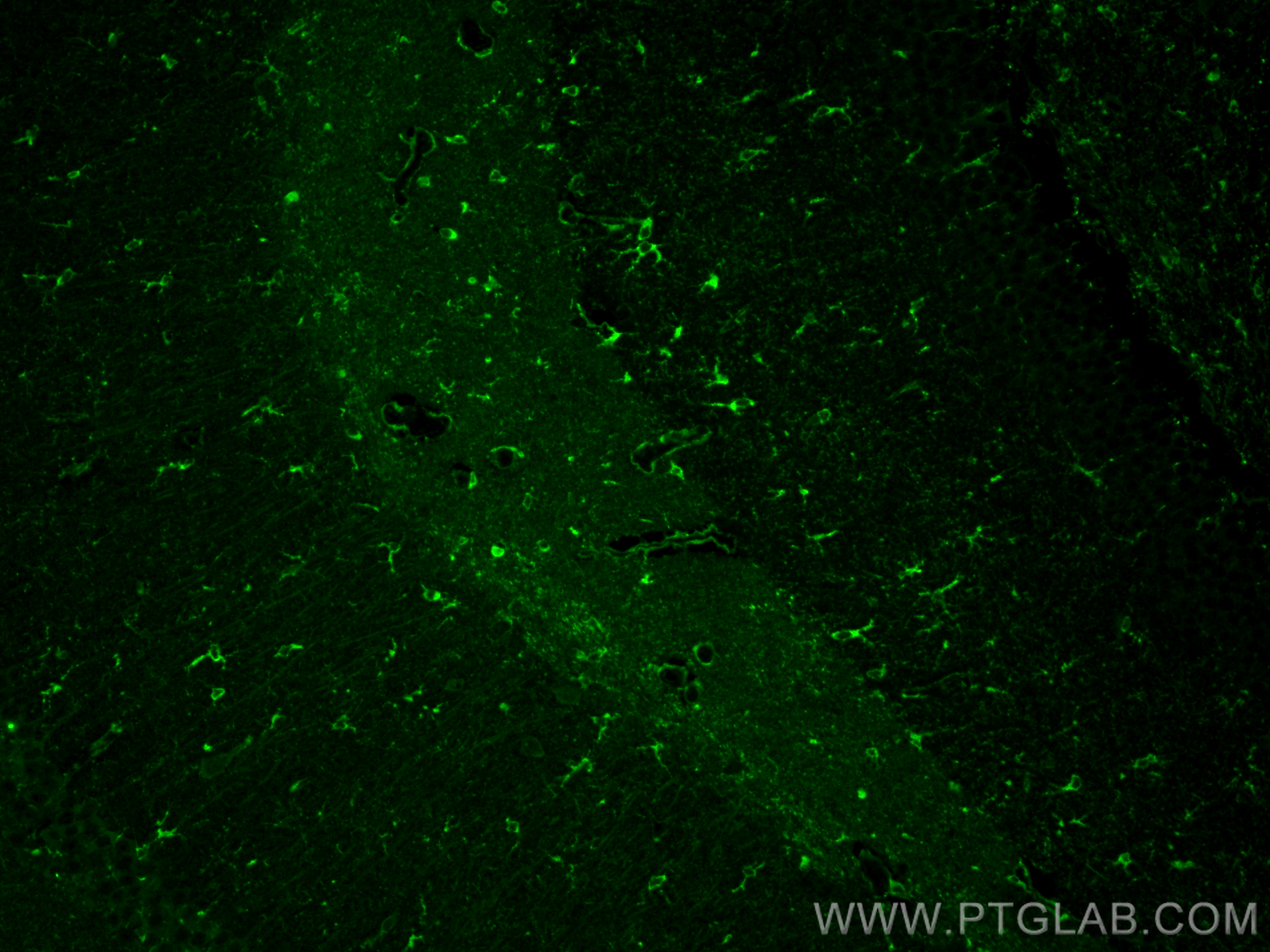 Immunofluorescence (IF) / fluorescent staining of mouse brain tissue using TMEM119 Polyclonal antibody (27585-1-AP)