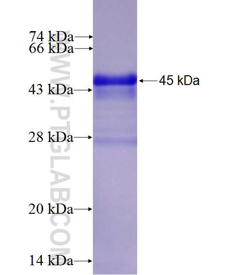 TMEM123 fusion protein Ag26027 SDS-PAGE