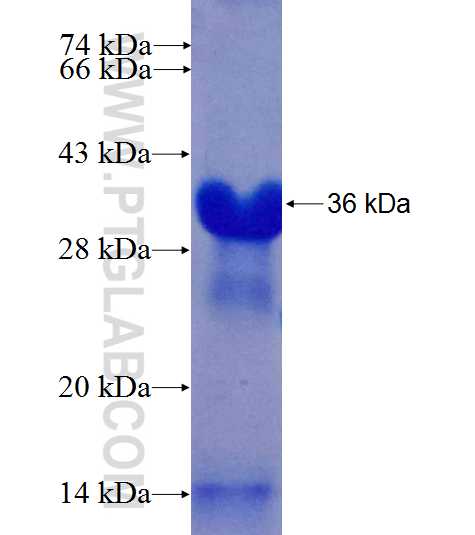 TMEM123 fusion protein Ag26035 SDS-PAGE