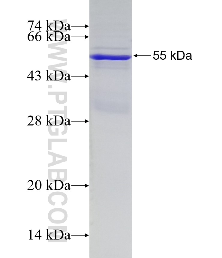 TMEM130 fusion protein Ag25618 SDS-PAGE