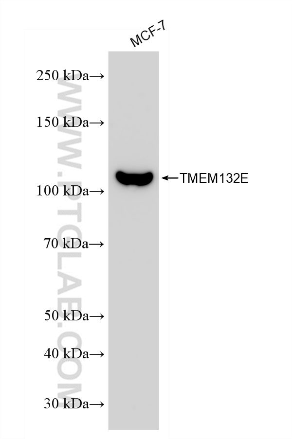 Western Blot (WB) analysis of various lysates using TMEM132E Recombinant antibody (82983-2-RR)