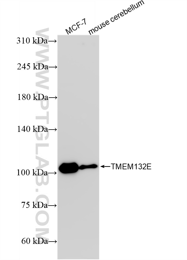 Western Blot (WB) analysis of various lysates using TMEM132E Recombinant antibody (82983-2-RR)