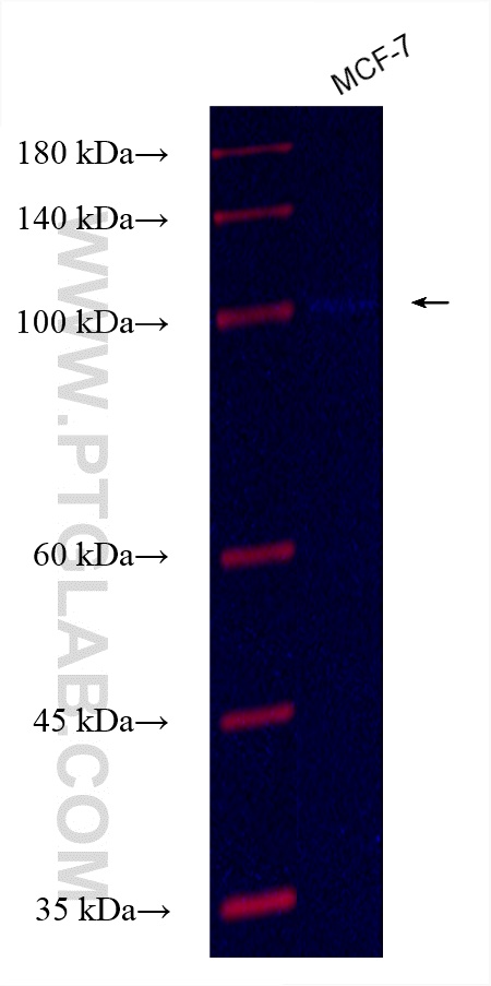 TMEM132E