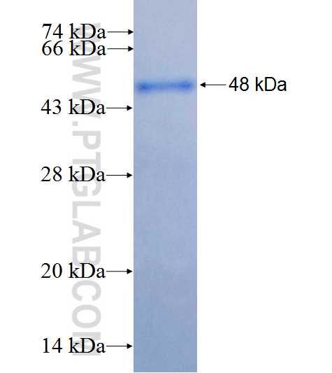 TMEM132E fusion protein Ag26772 SDS-PAGE